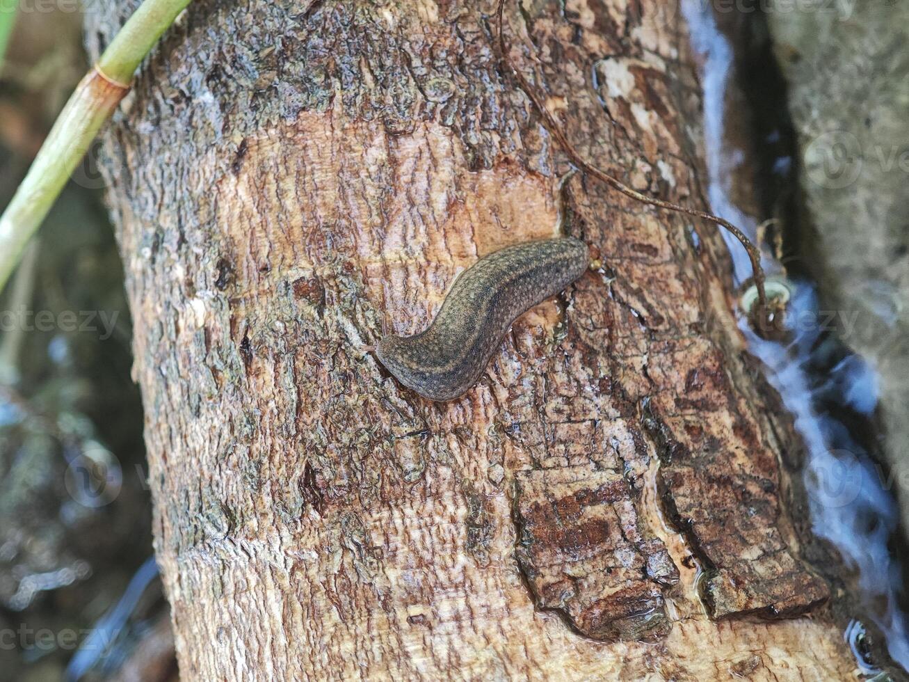 Camouflaged Slug Blending into Tree Bark Texture photo