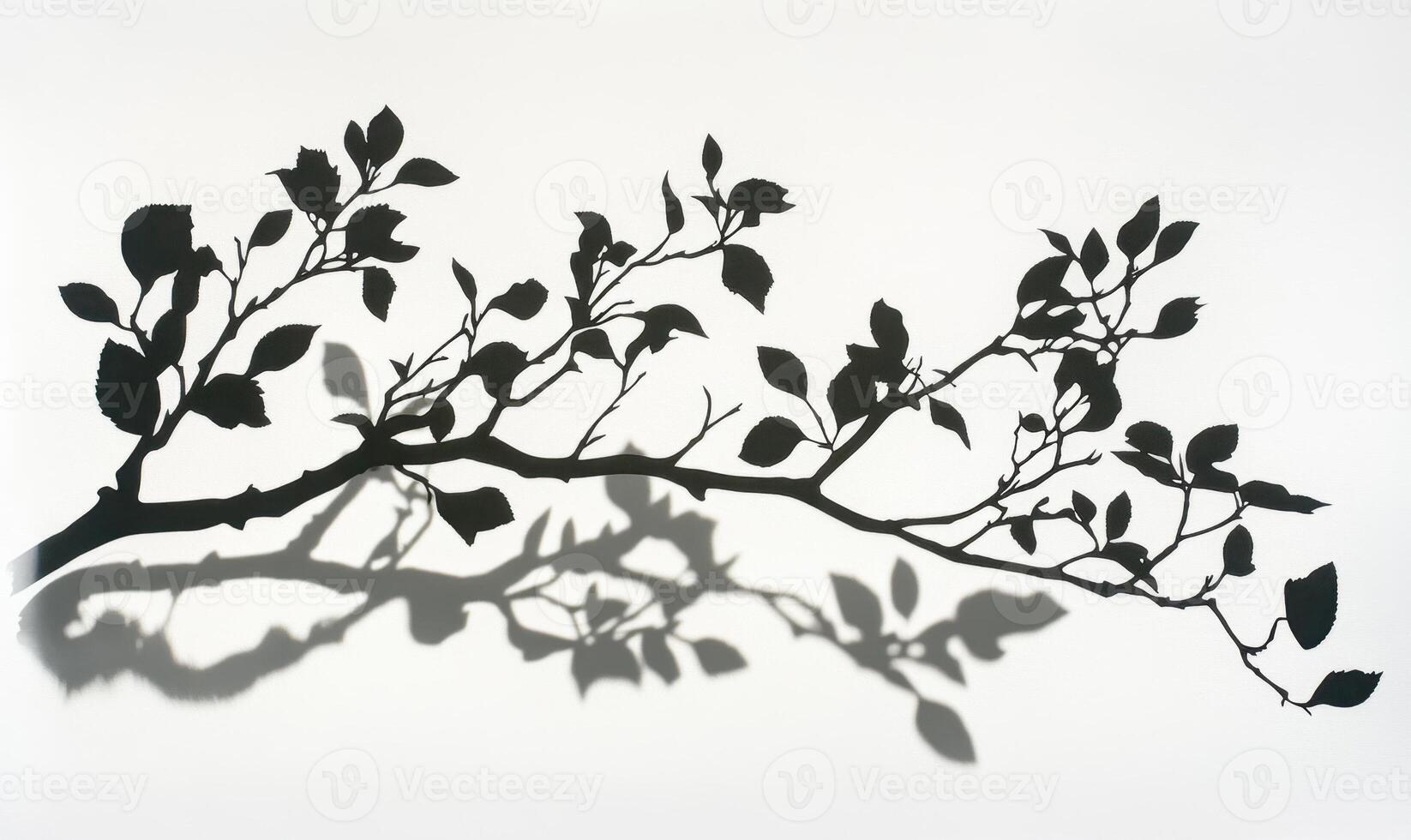 Silhouette of branch with leaves casting a shadow on a white background, creating a minimalist and artistic composition photo