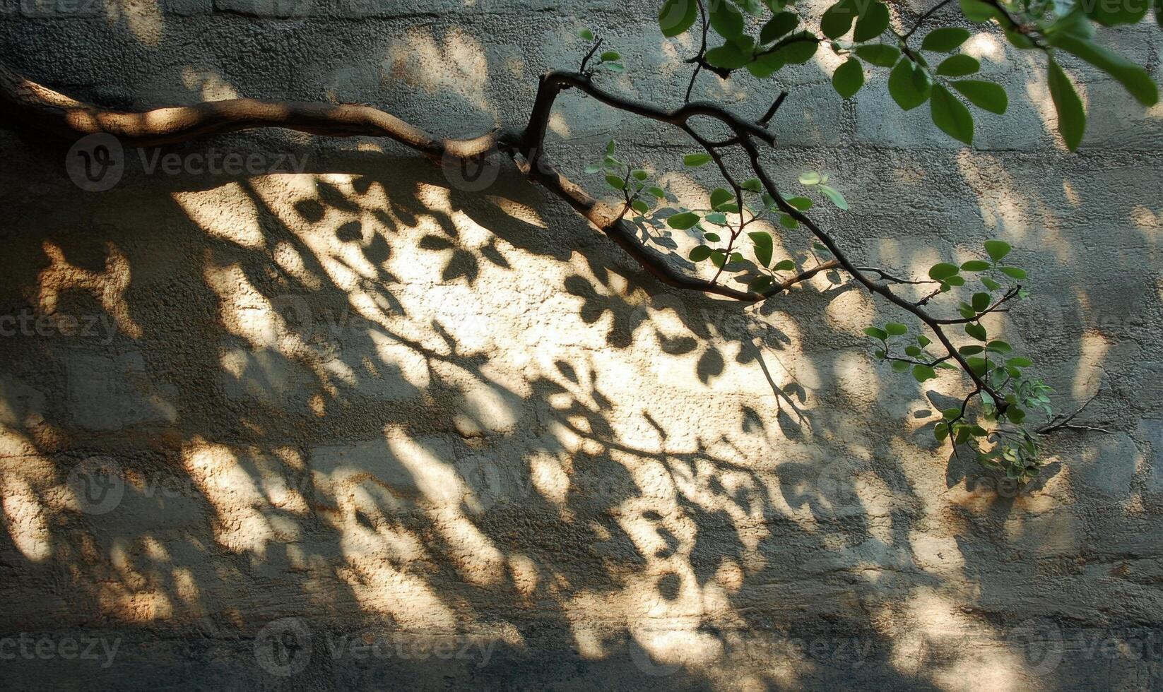 Green leafy branches leaves draping elegantly, casting delicate shadow on pristine white wall under soft sunlight background photo