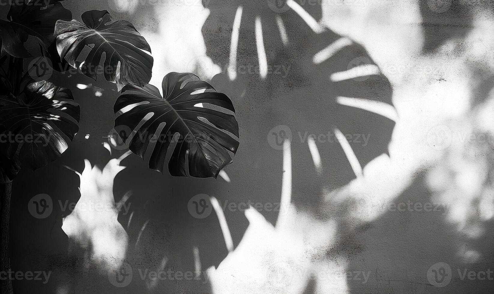 Dark foliage casting dramatic leaves shadows monstera. The plants against white textured wall, forming geometric natural silhouette pattern photo