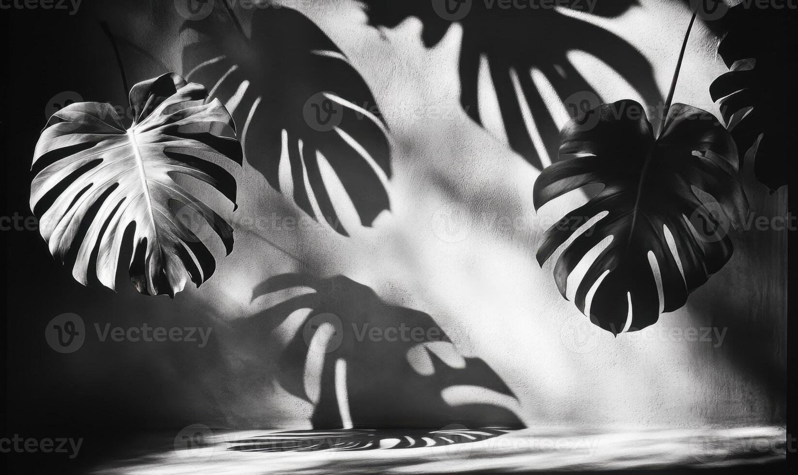Dark foliage casting dramatic leaves shadows monstera. The plants against white textured wall, forming geometric natural silhouette pattern photo
