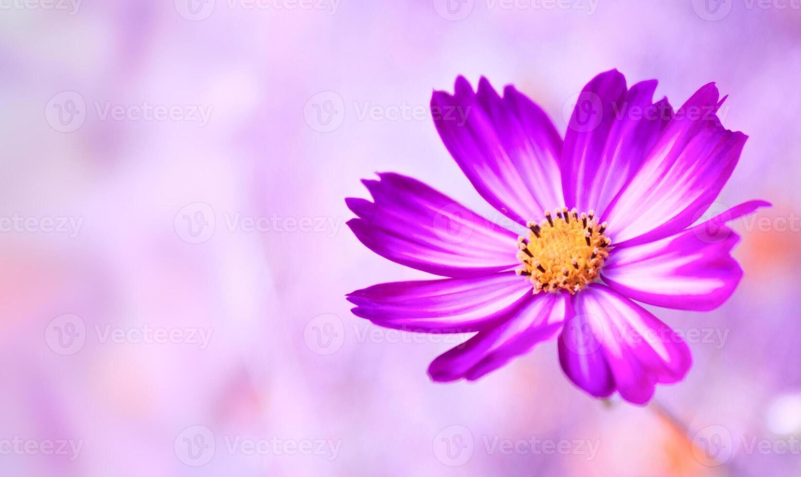 Decorative Pink Garden Flower Cosmos, background is blurred photo