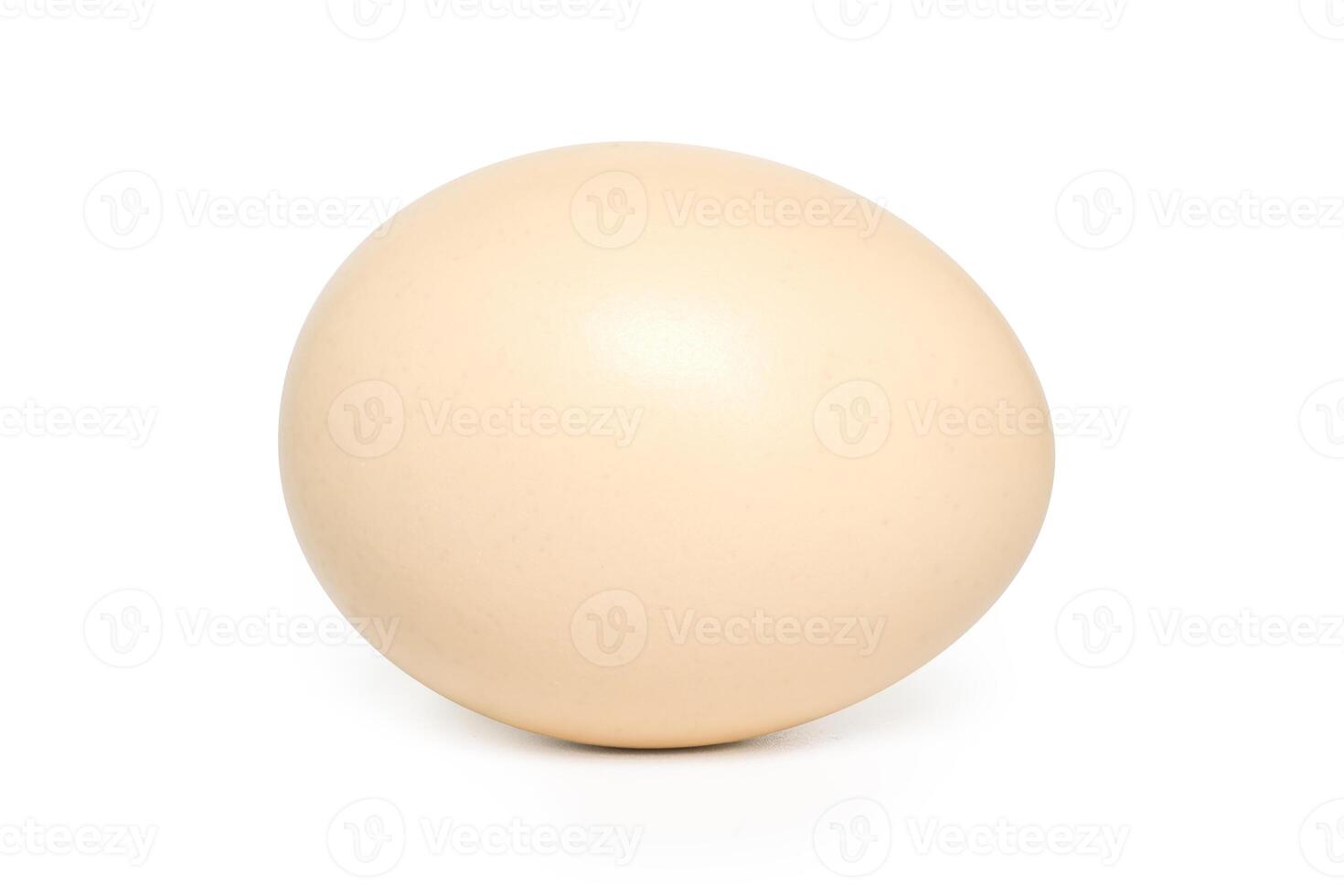 single egg with shadow photo