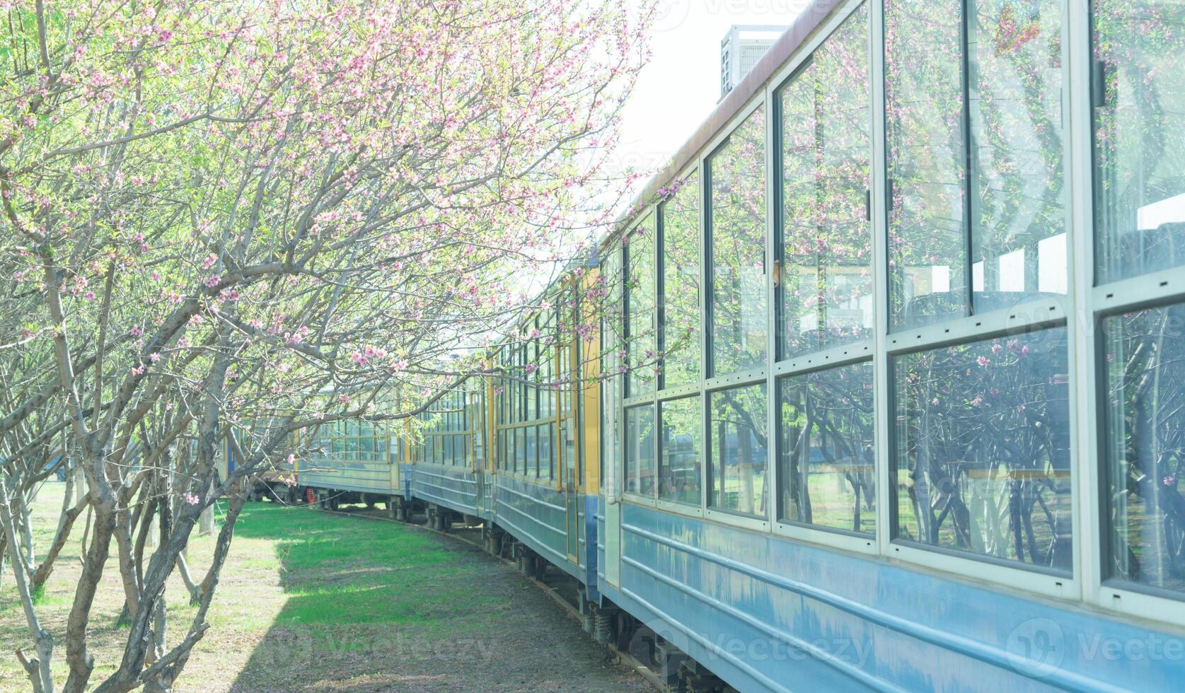 Train cross the peach tree forest with beautiful flowers photo