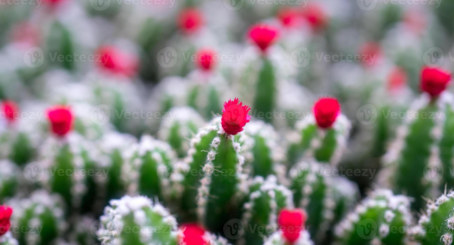 green cactus and flower, background photo