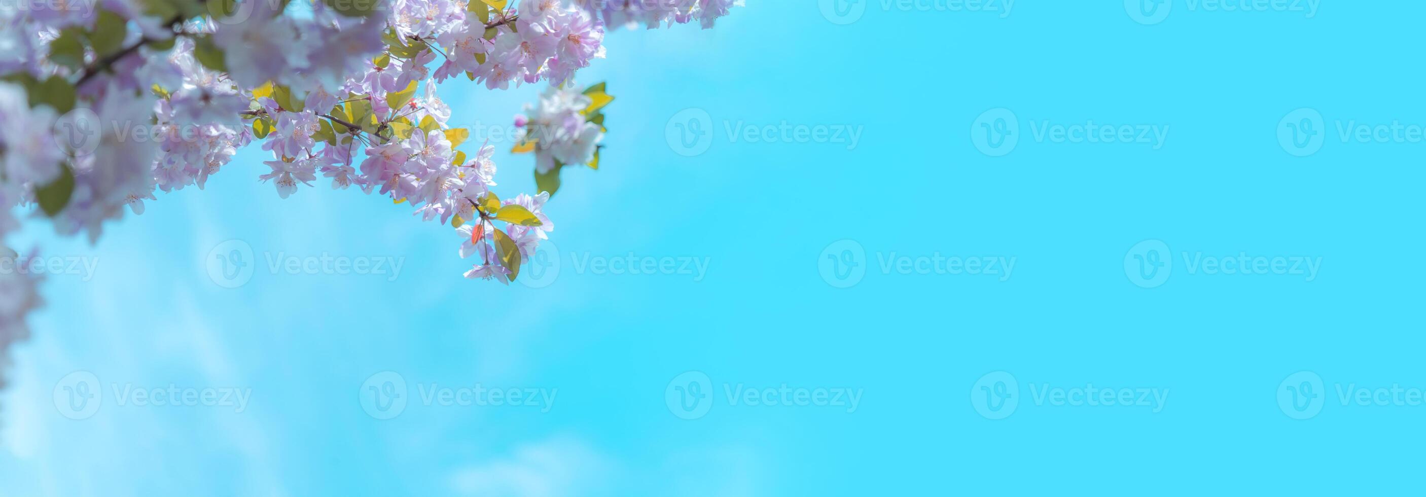 peach flowers in the sky photo