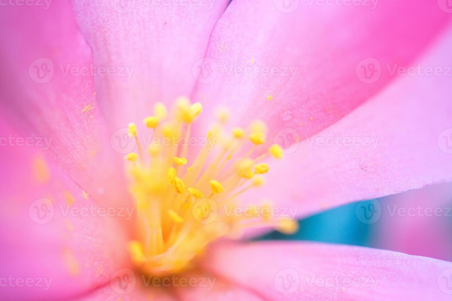 stamen of flower photo