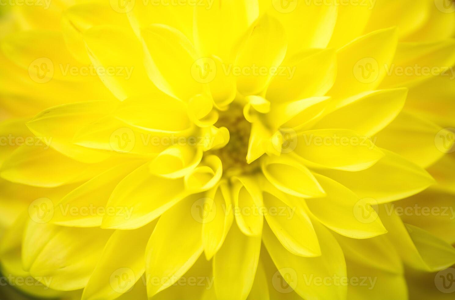 stamen of yellow flower photo