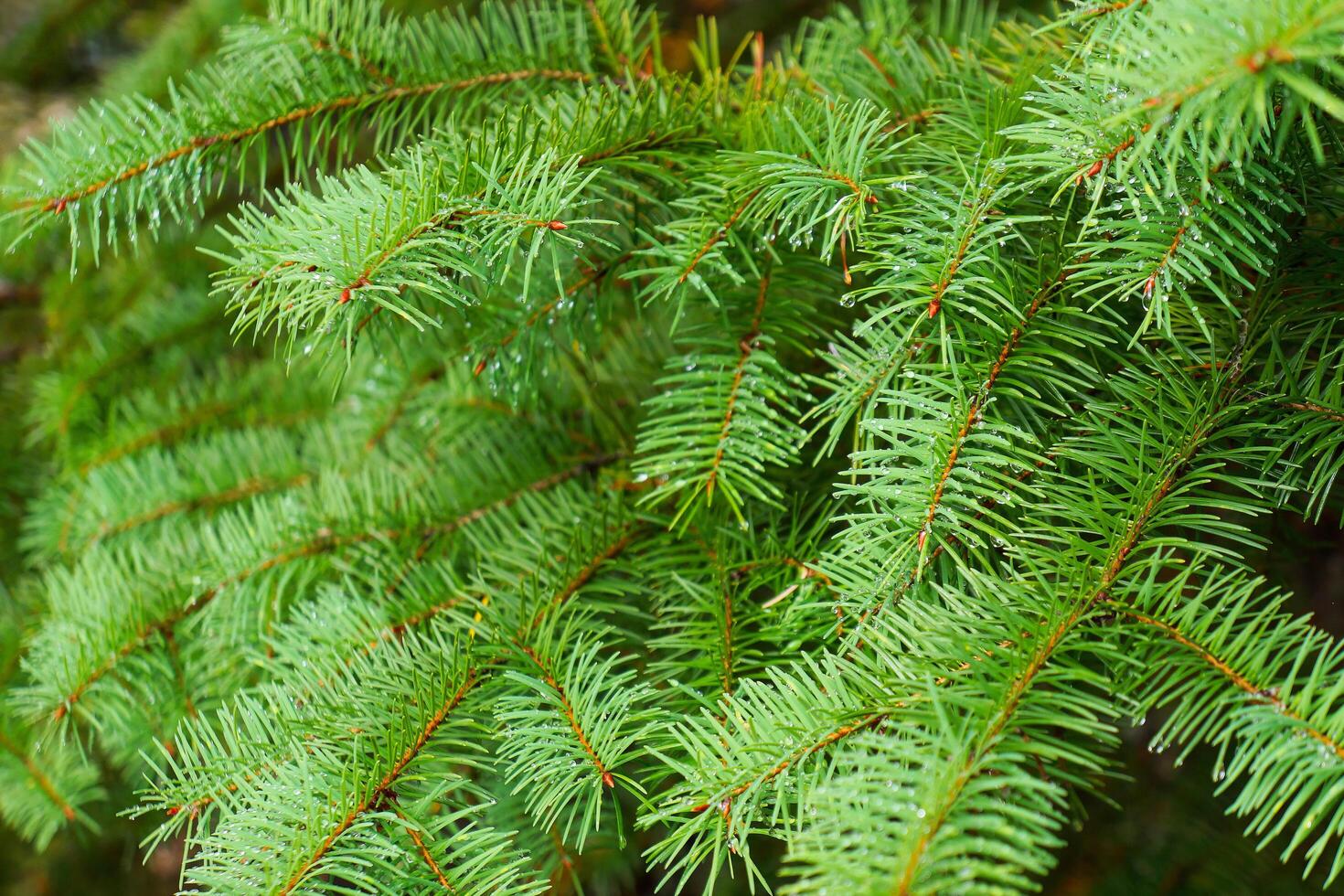 Dewy Pine Needles Close Up photo