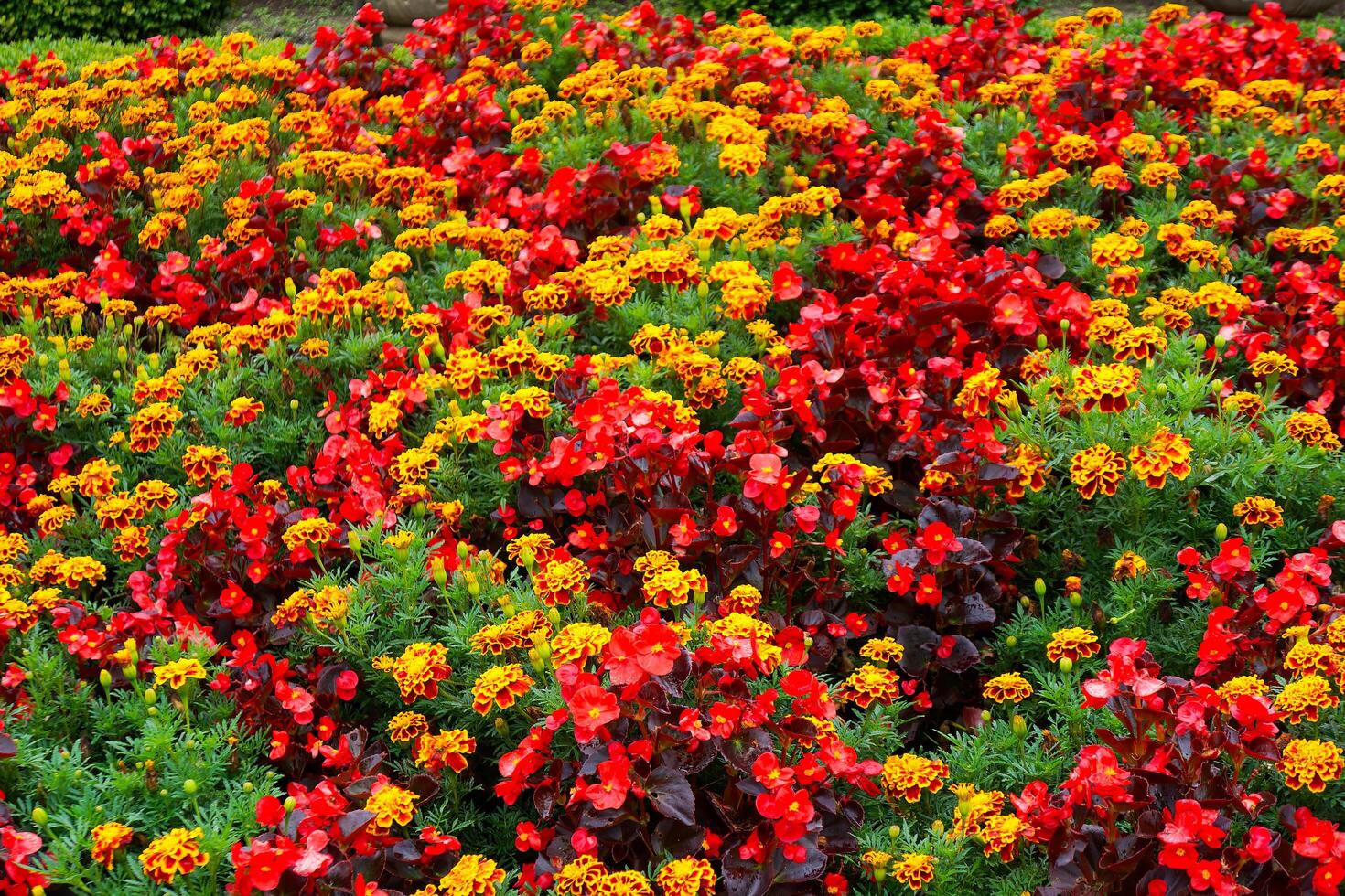Lush Garden with Bright Flowers photo
