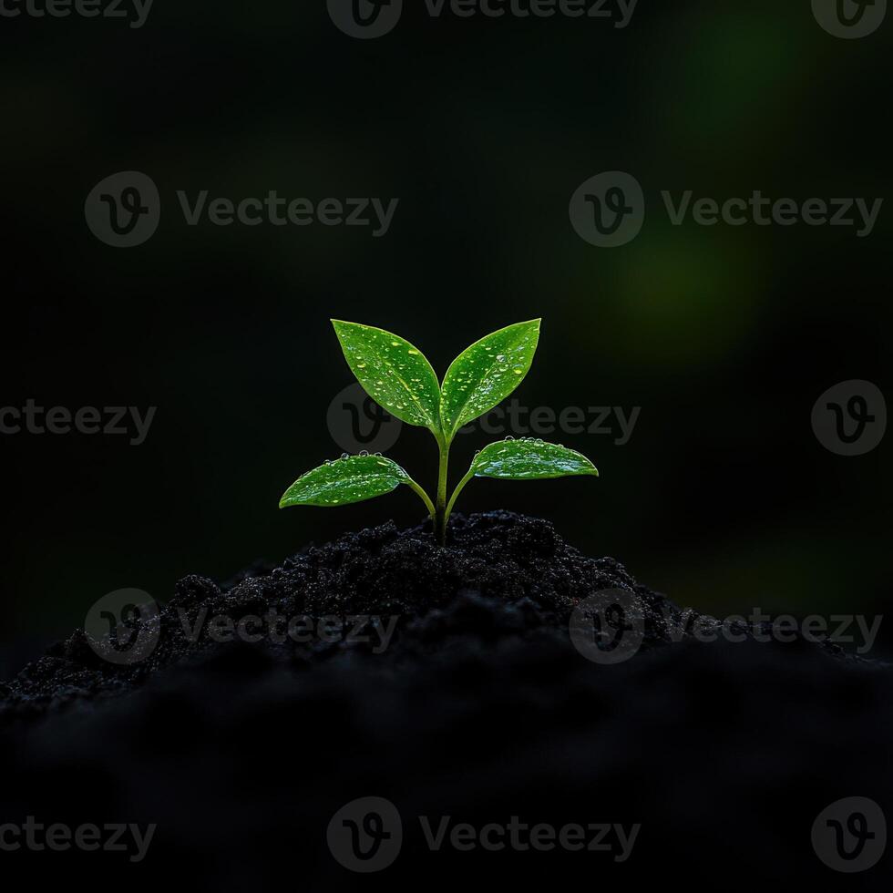 New plant sprouts from dark soil, glistening with raindrops in dim light photo