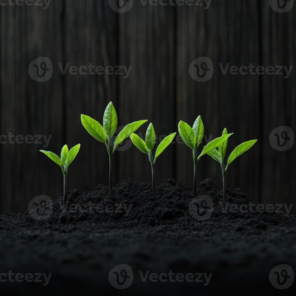 Green seedlings emerging from dark soil in a natural setting at sunrise photo