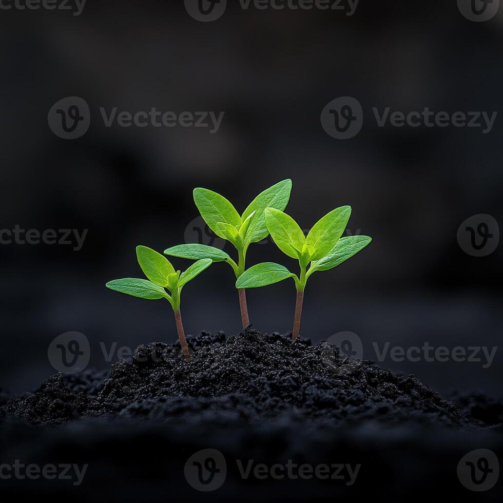 Young green plants emerging from dark soil in a close-up view photo