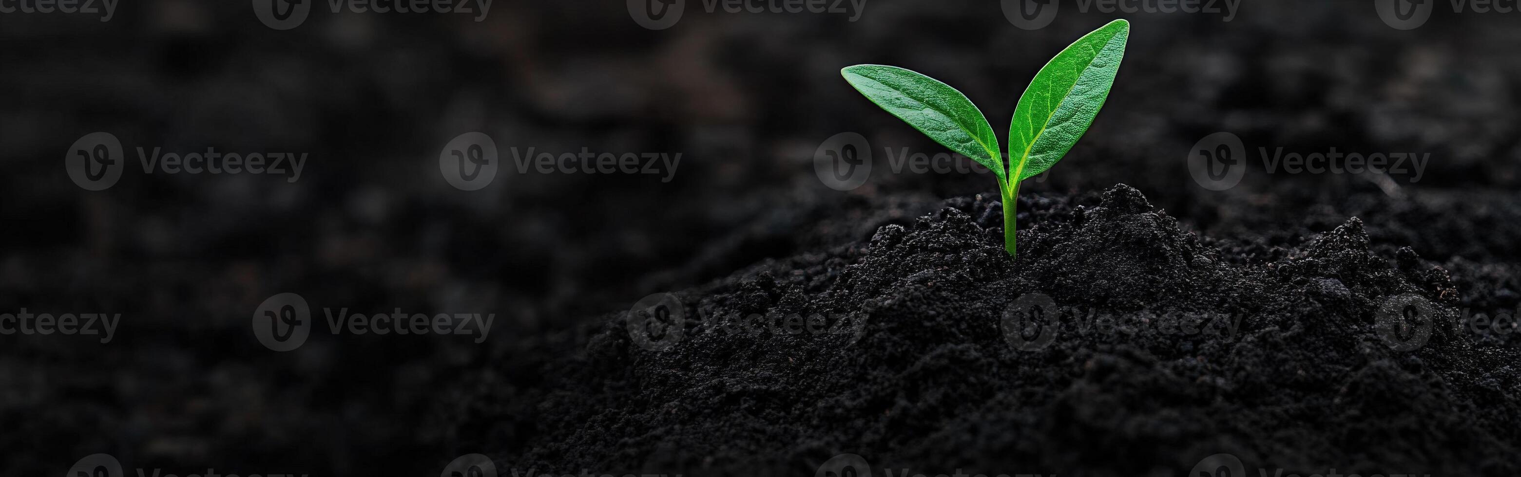 Green seedling emerging from dark soil in a nurturing environment photo