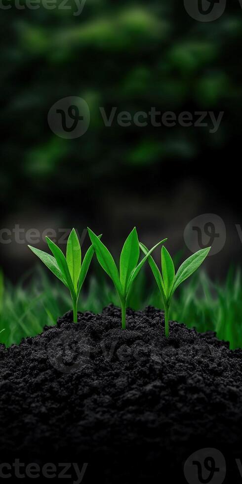 New plants emerging from rich soil in a lush green environment photo