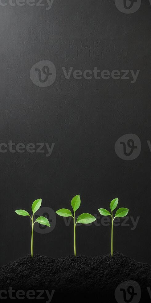 Fresh seedlings growing in rich soil against a dark background photo