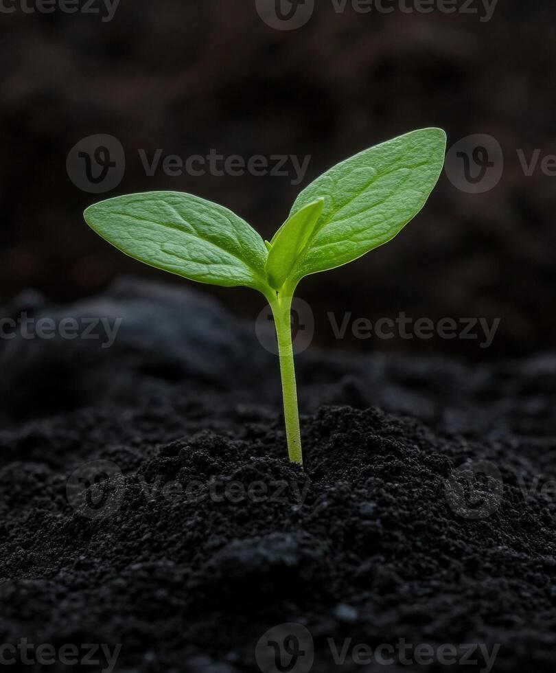 Fresh seedling emerging from rich soil in a garden setting photo