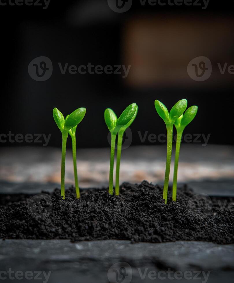 New seedlings growing in dark soil in a nurturing environment photo