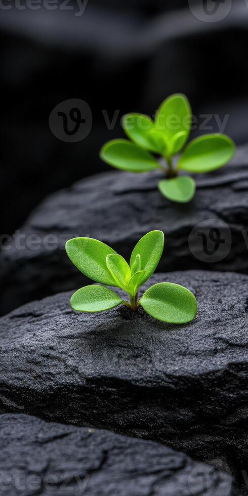 New plants grow on dark rocks in a serene environment photo