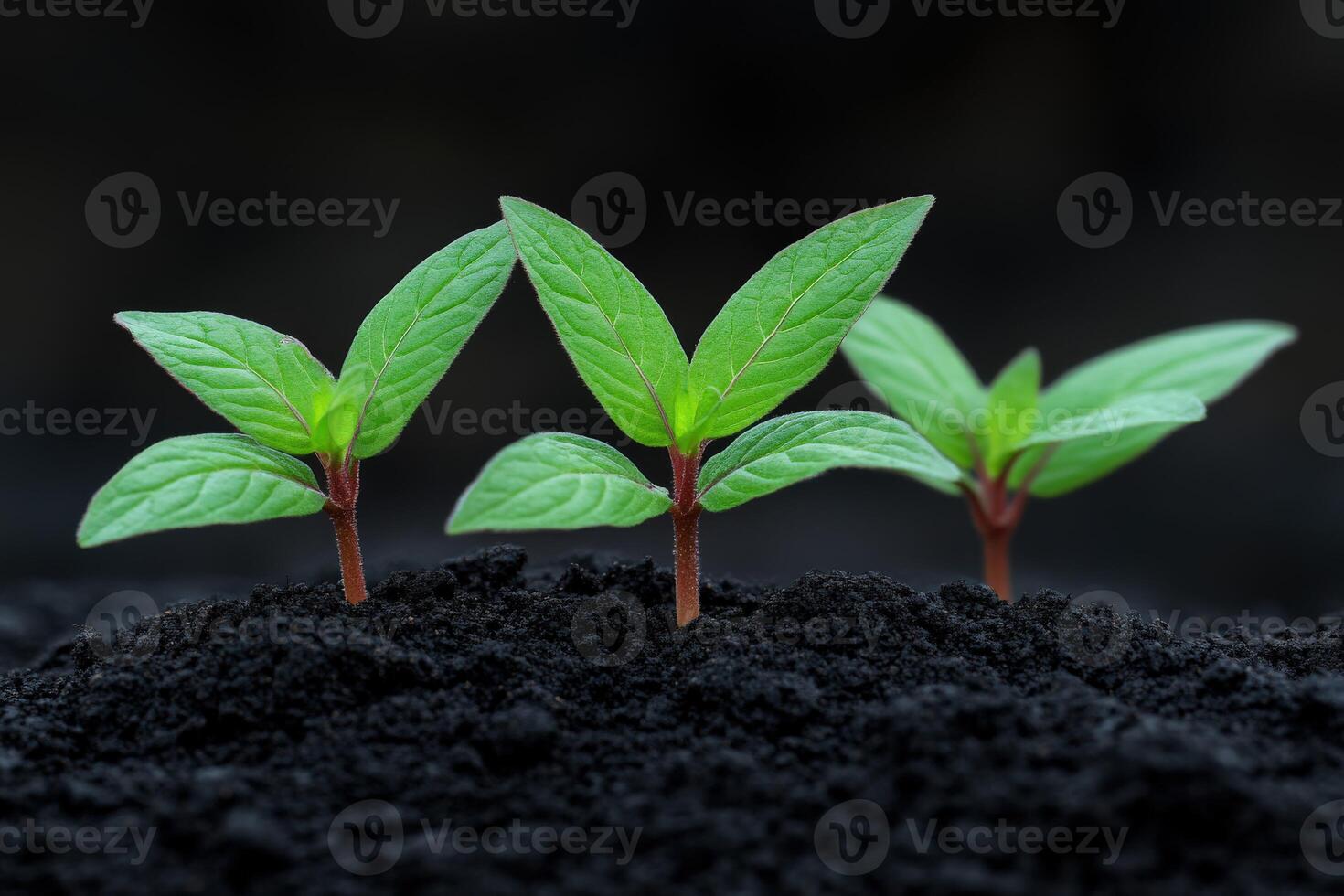 Young green plants emerging from rich soil in a dark environment photo