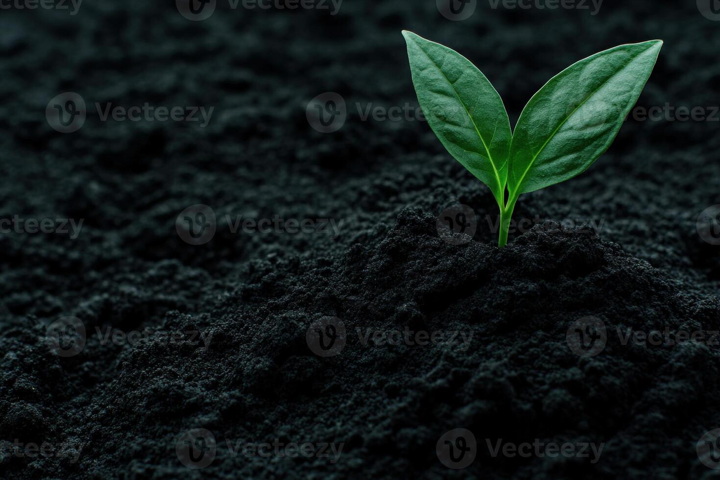 New plant sprouting from dark soil in a garden during daytime photo