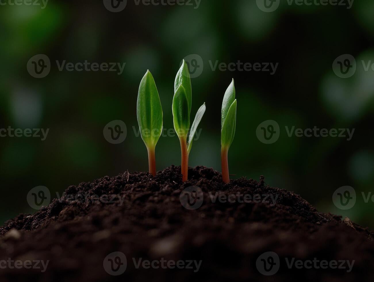 New plant sprouts emerging from dark soil in a lush garden setting photo