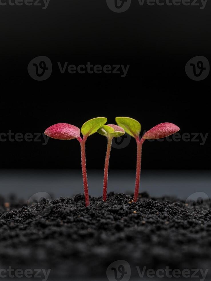 New plant sprouts emerging from dark soil in modern gardening setup photo