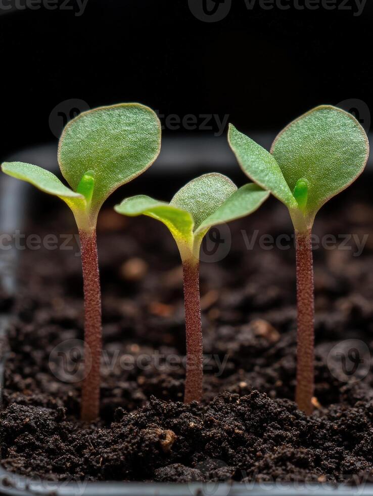 New seedlings sprouting in rich soil, signaling growth and renewal in spring photo