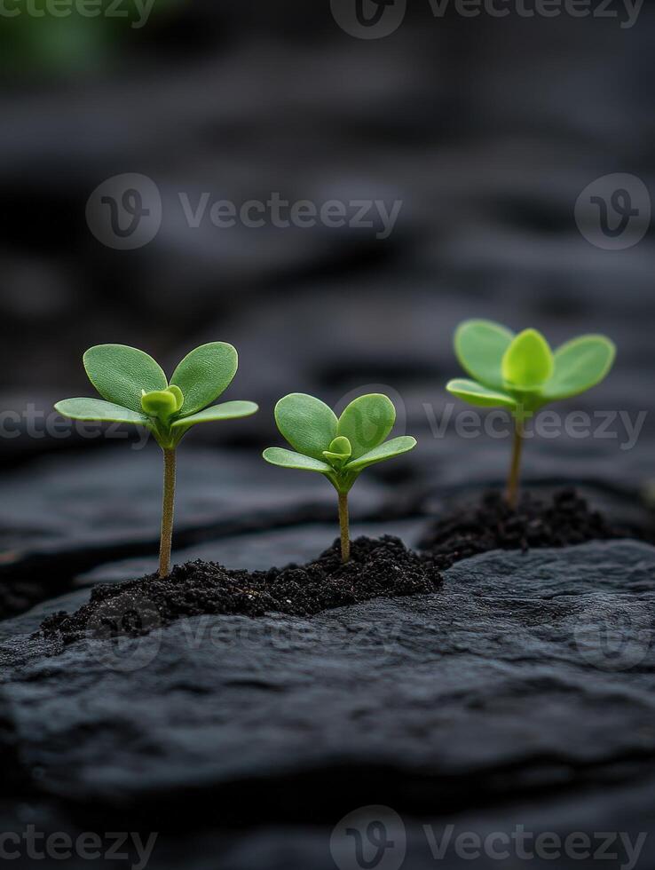 New green plant sprouts emerge from dark soil in a natural setting photo