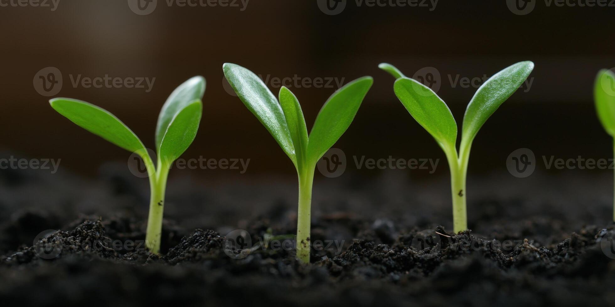 Seedlings sprout from rich soil in a nurturing garden environment photo