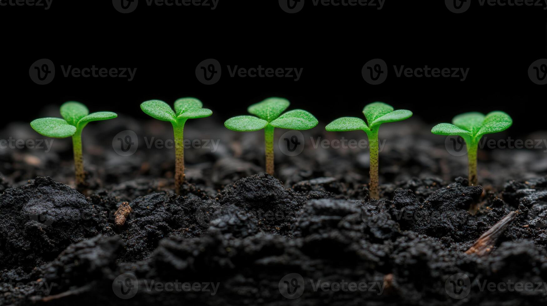 New seedlings emerge from rich dark soil in a nurturing environment photo
