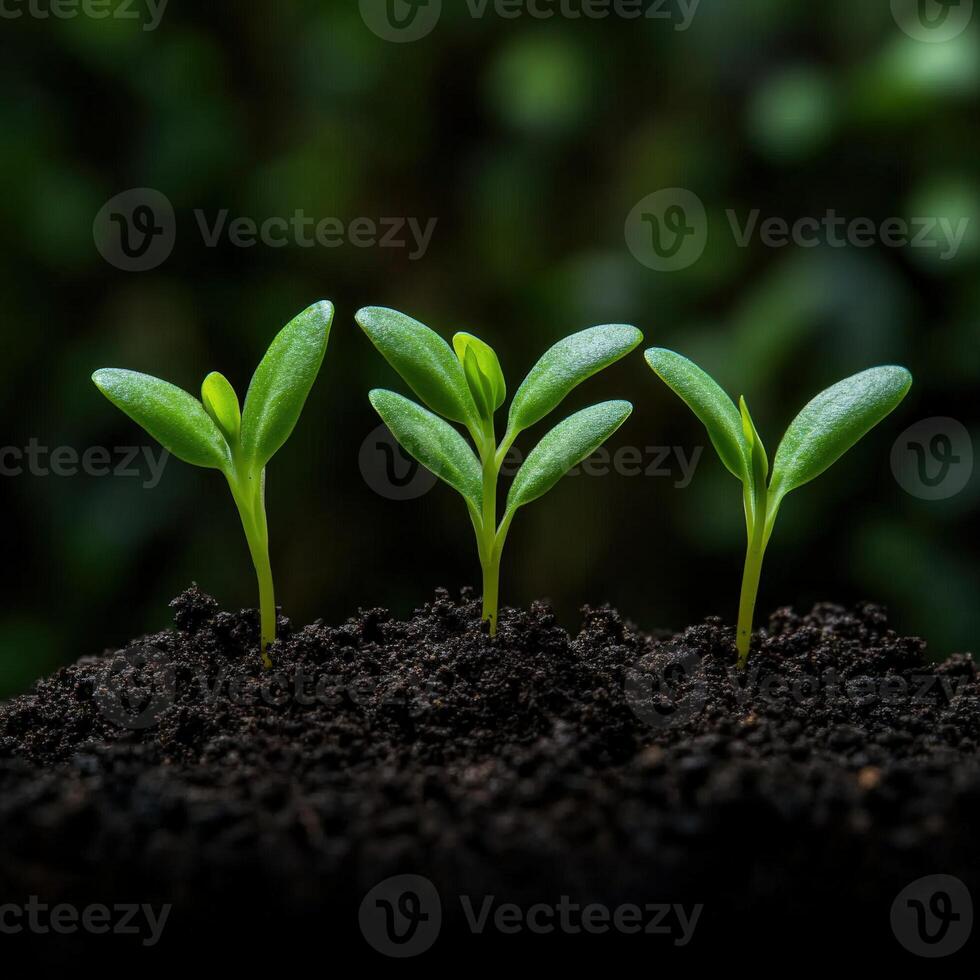 New seedlings sprouting in dark soil under natural light in a garden photo