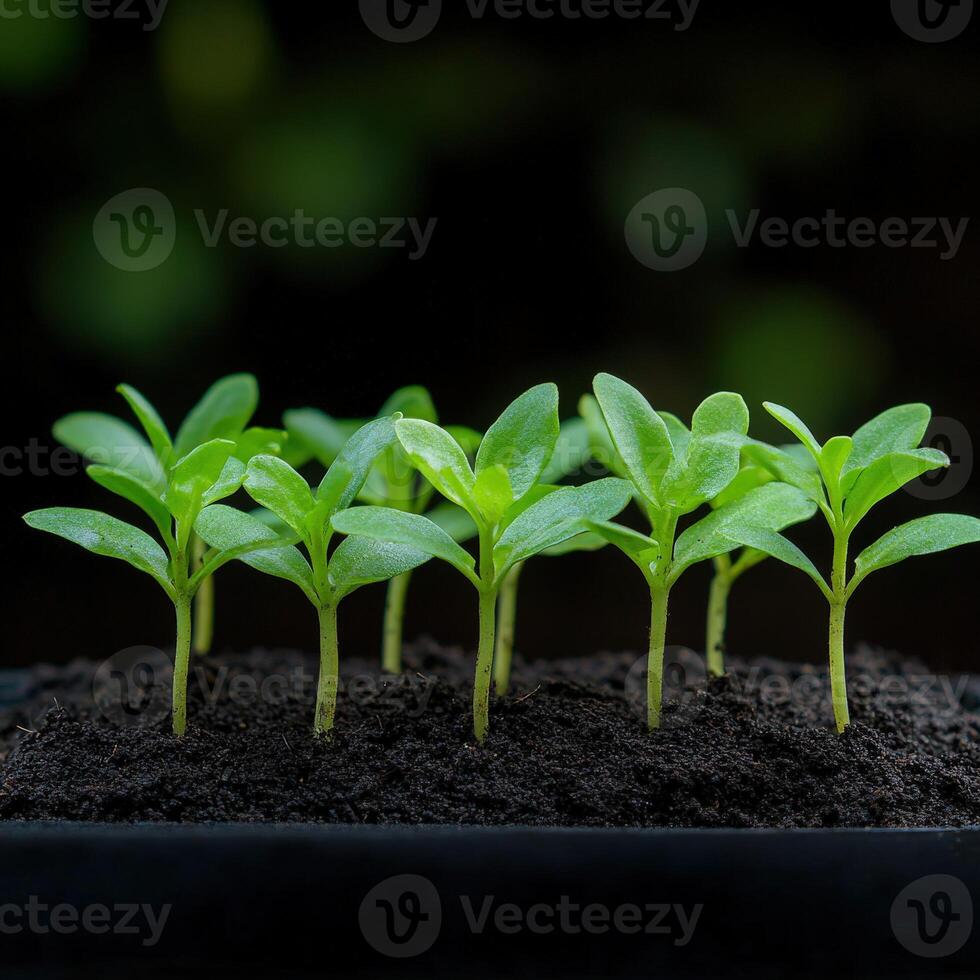 Young seedlings sprouting in fertile soil under soft natural light photo