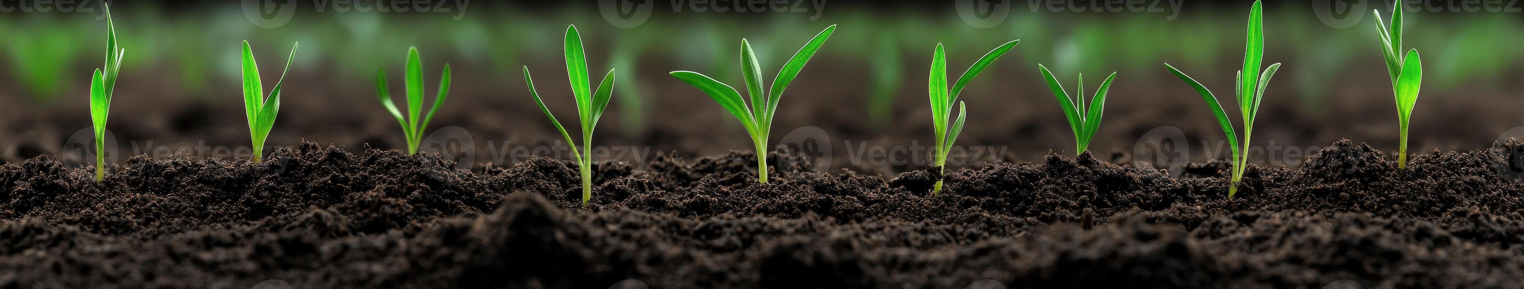 Green seedlings emerging from rich soil in a garden during springtime photo