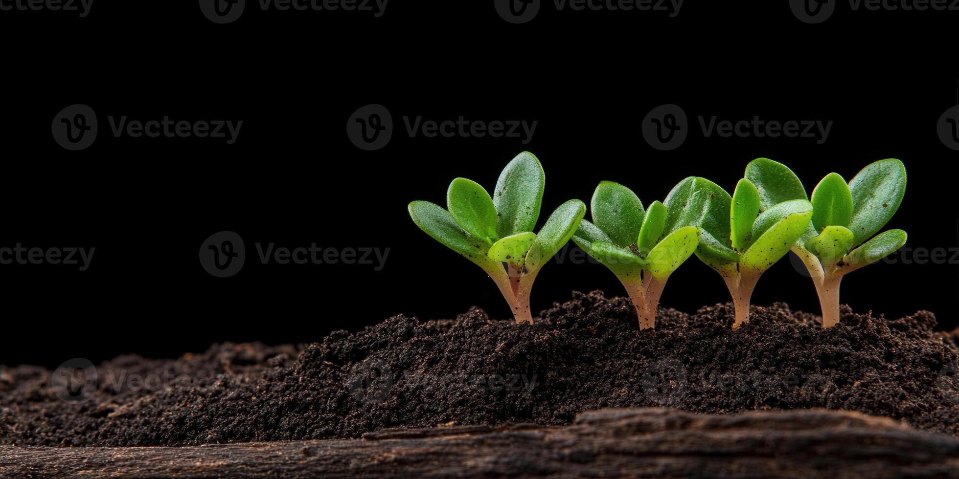 Newly sprouted plants growing in rich soil against a dark background photo