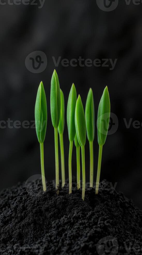 Green seedlings emerging from dark soil in a nurturing environment photo