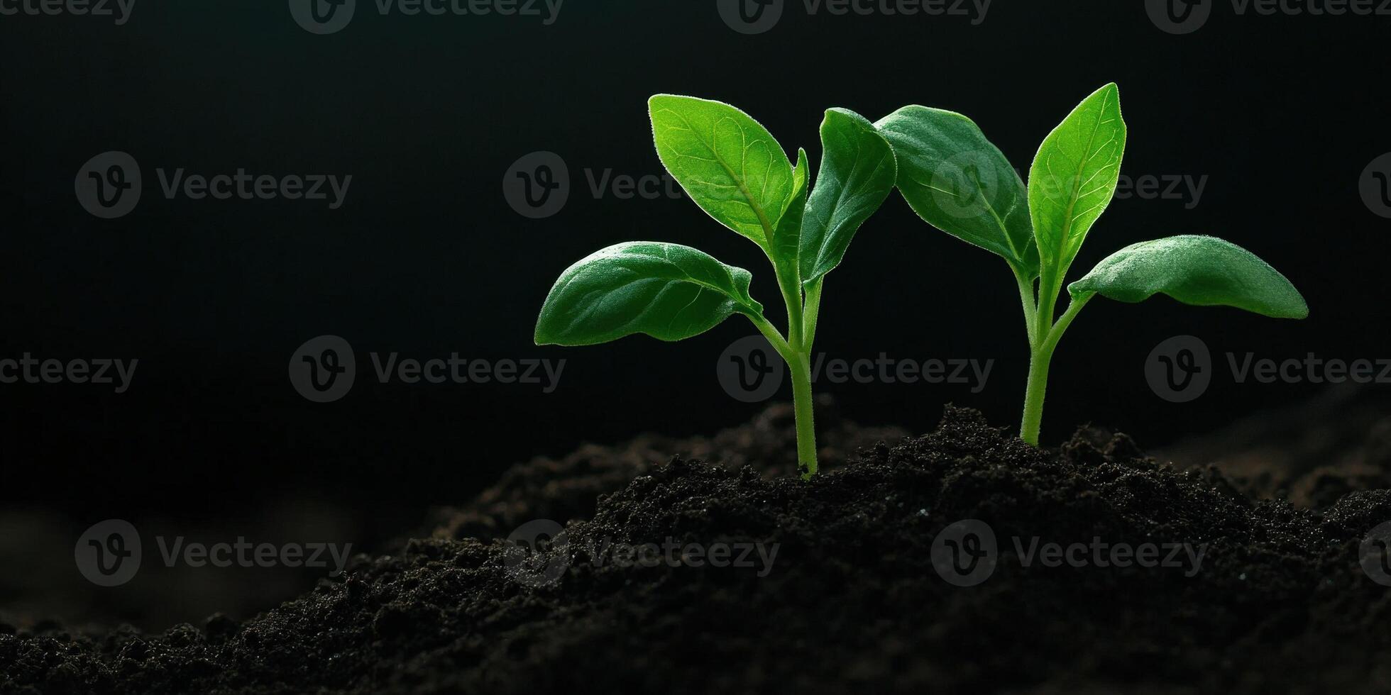 New green seedlings emerging from dark fertile soil in a bright environment photo
