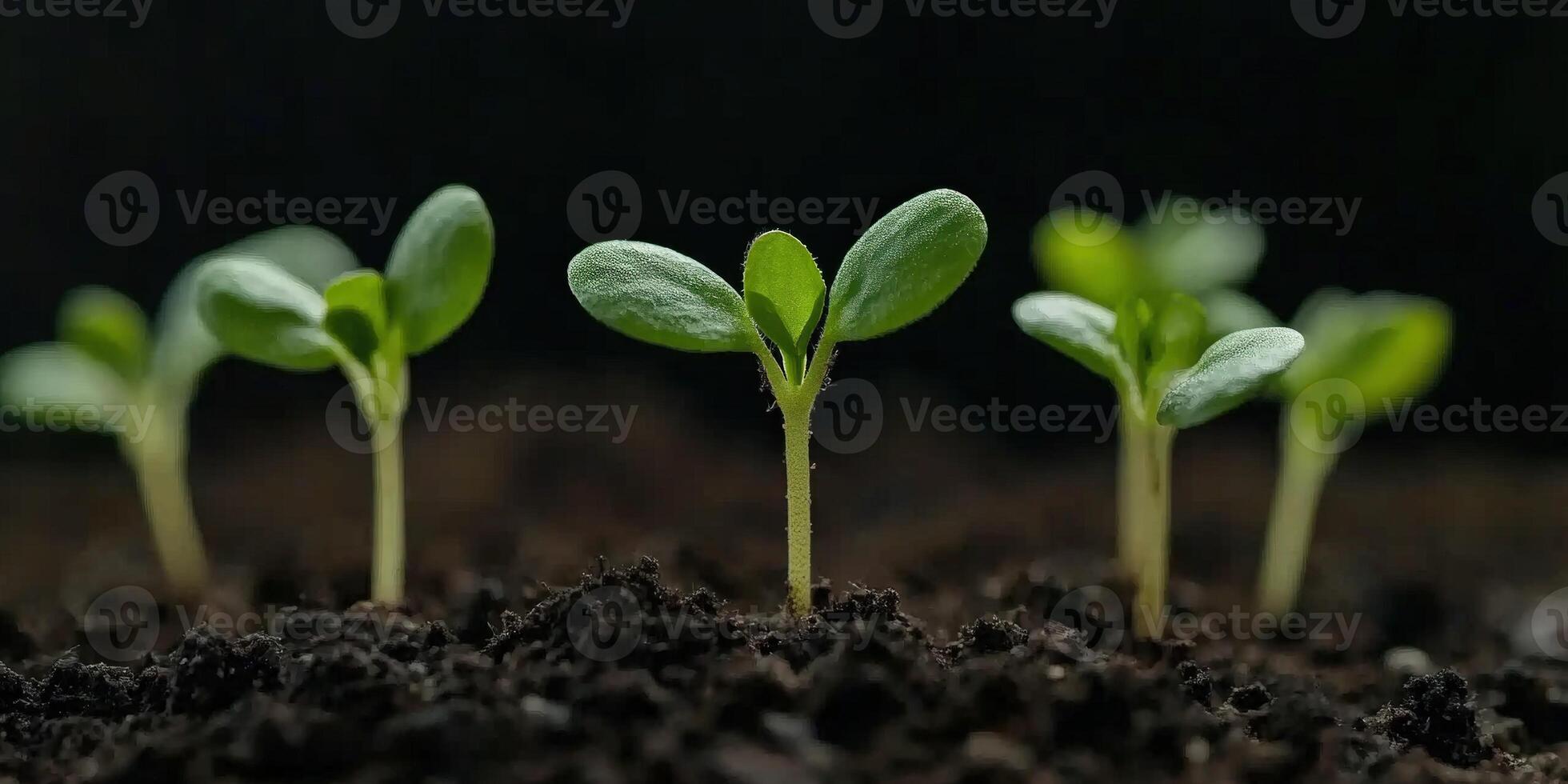 Fresh green seedlings sprouting in dark soil after spring rain photo