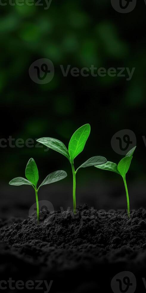 New seedlings emerging from dark soil in a vibrant garden photo