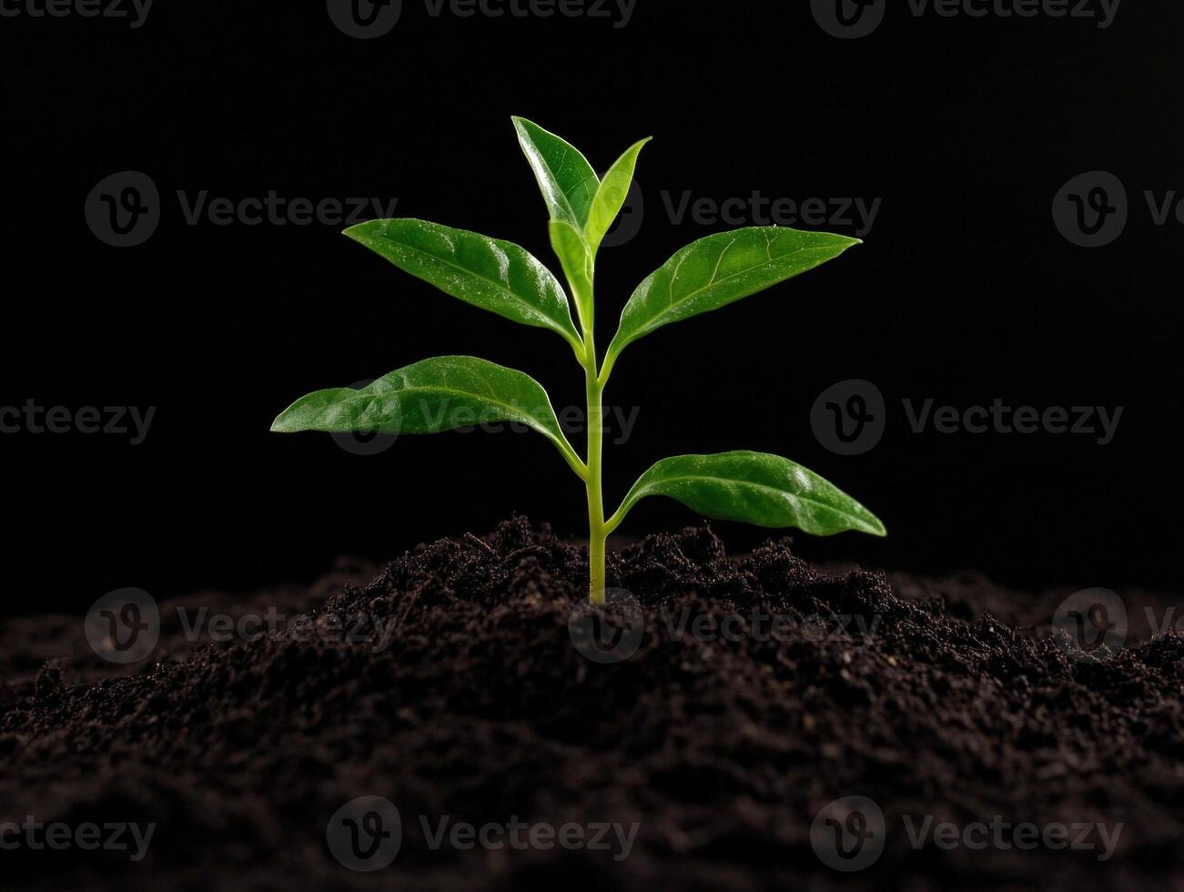 New plant sprouting from dark soil in a nurturing environment photo