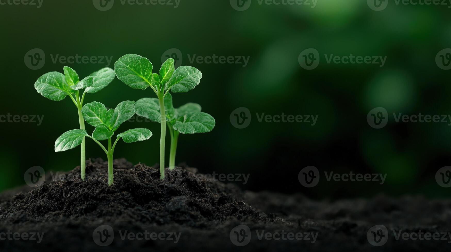 New pea sprouts emerging from dark soil in a green environment photo