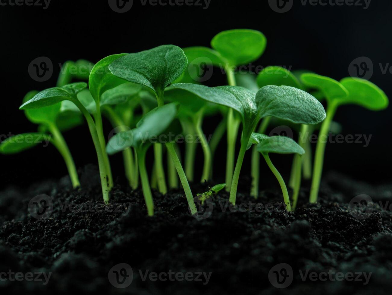 Seedlings grow in rich soil under a gentle light in a dark environment photo