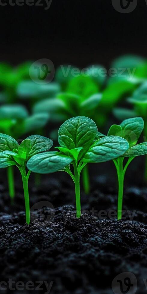 New seedlings growing in rich soil under soft light photo