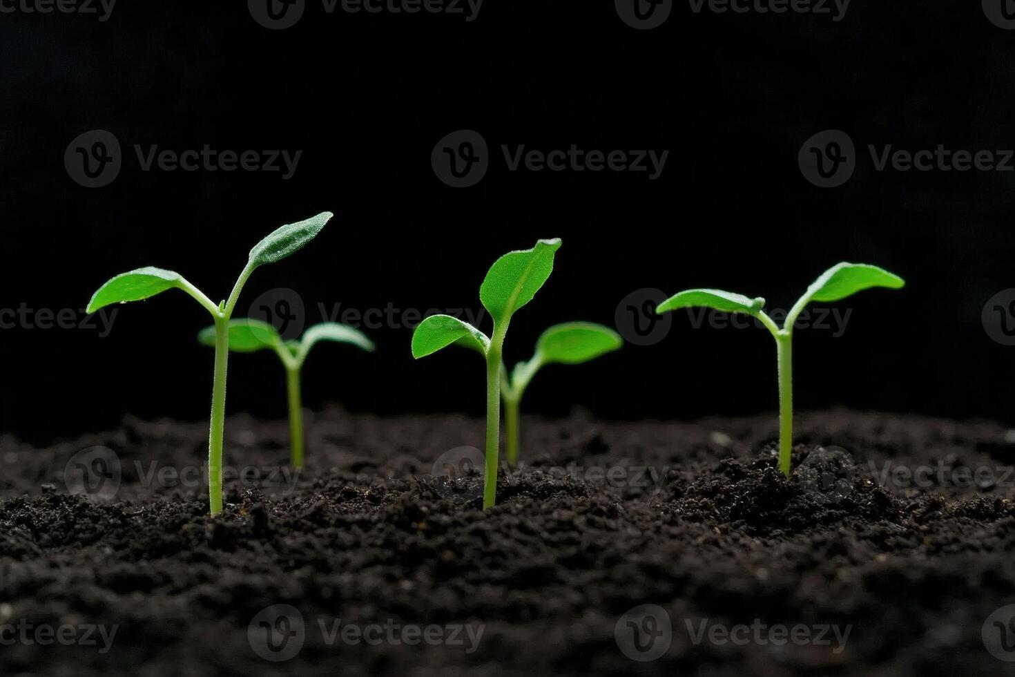 Young plants emerging from dark soil in a growth environment photo