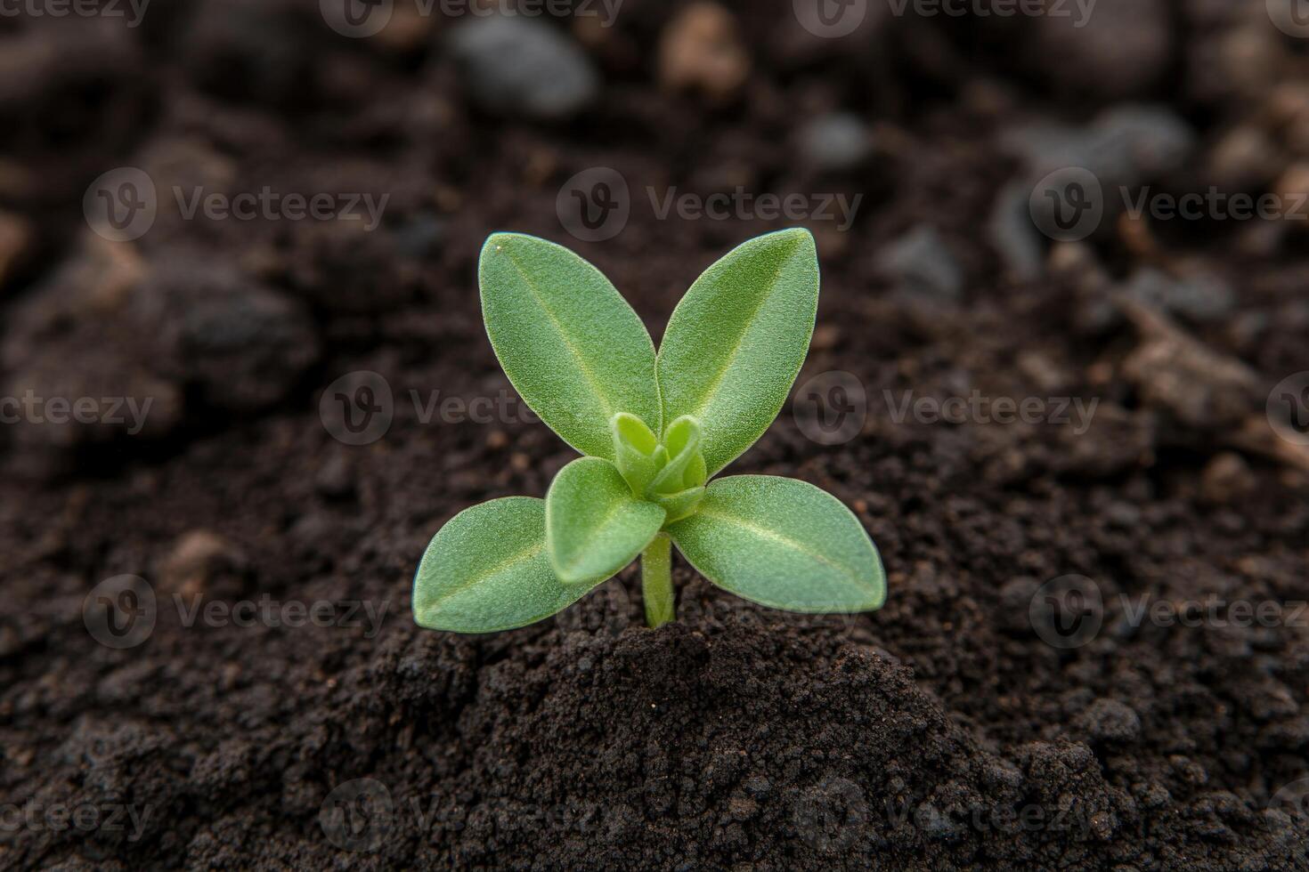 New plant sprout emerges from rich soil in a garden setting photo