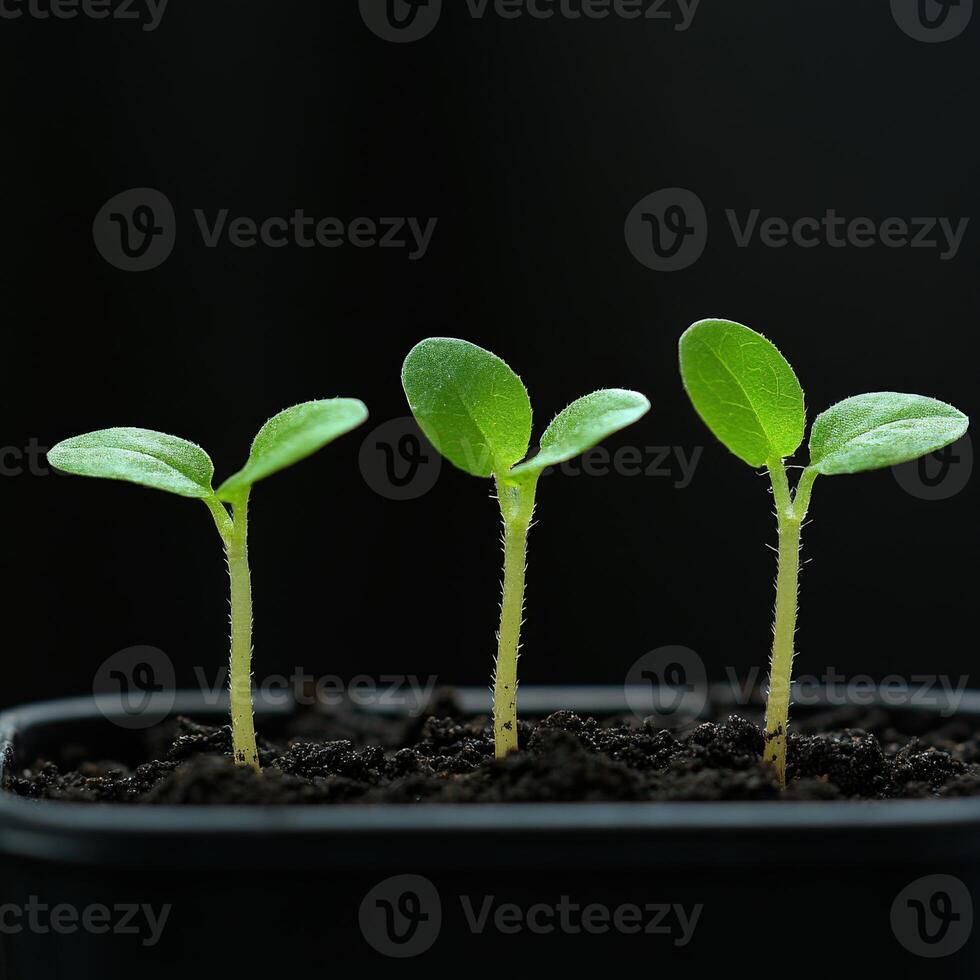 Small green seedlings growing in a black planter filled with soil photo