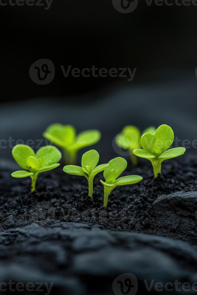 New green seedlings emerge from dark soil in a close-up view photo