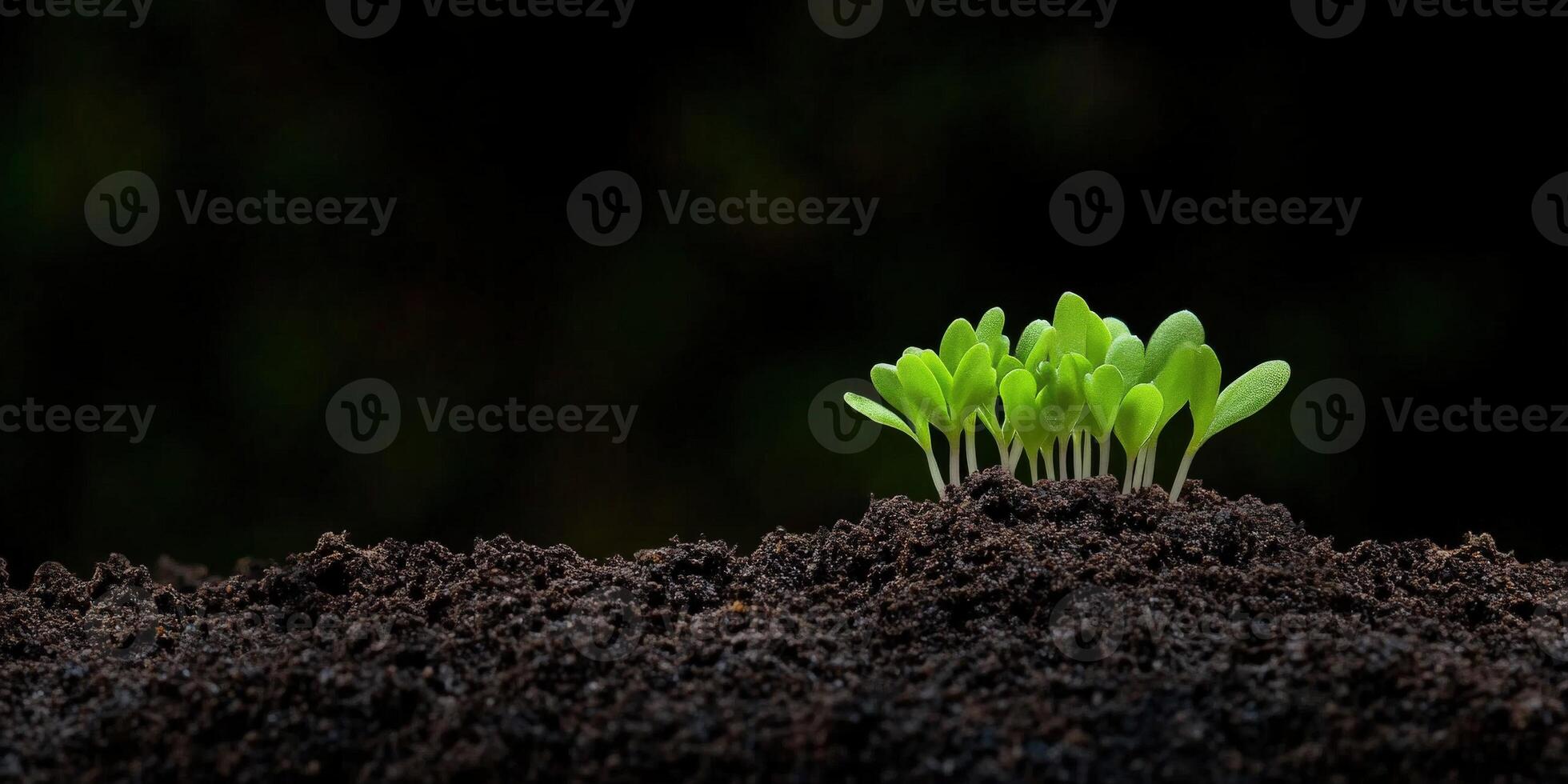 Newly sprouted plants emerging from rich soil in a dark environment photo