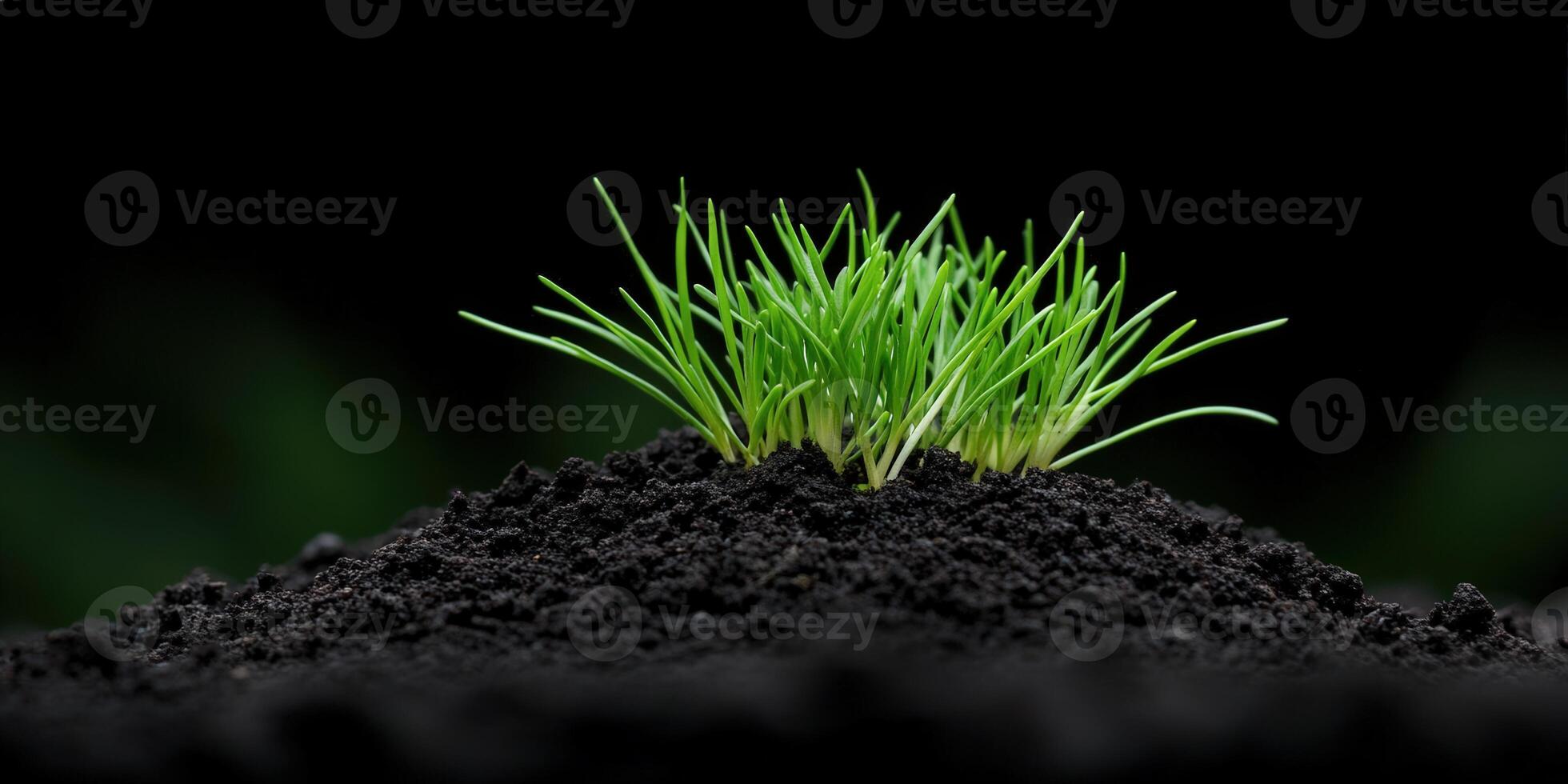 Fresh green grass sprouting from dark soil in a tranquil setting photo