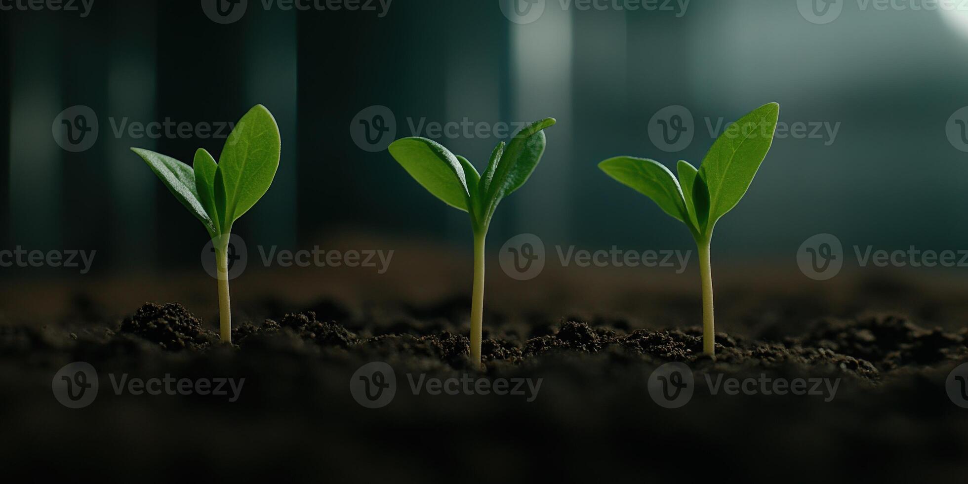 New seedlings emerge from rich soil in a greenhouse environment photo